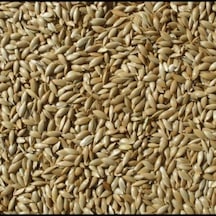 Kanarya Yemi Aspur Sade 1 Kg Çuvaldan Bölme Açık