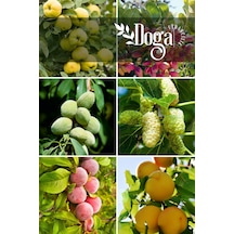 6 Lı Meyve Fidanı Ayva , Fıstık , Badem , Dut , Kayısı Ve K.erik