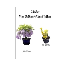Mor Salkım Ağacı Fidanı+altuni Taflan Çit Bitkisi 2'li Set Dış Mekan Bitkisi
