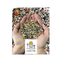 250 Adet Gerçek Deniz Kabuğu Seti, 0,30-1,50 Mm Boyutlarında 000 Açık Krem
