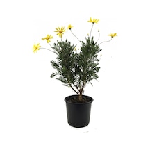 Euryops - Sarı Çalı Papatyası, 3 Adet