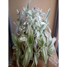 1 Adet Beyaz Alacalı Telgraf Çiçeği 10-15 Cm Saksılı Çiçekli Bodur Tradescantia Albiflora Diğer