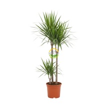 2 Gövdeli Dracaena Marginata Çiçeği 120-140cm