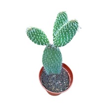 Opuntia Dikenli Hint Inciri Kaktüsü