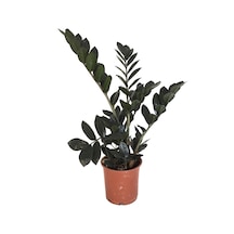 Zamioculcas Raven (Zeze Çiçeği) 12 CM Y35-40 CM