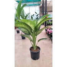 Difembahya Salon Bitkisi 70-90 Cm Canlı, Hava Temizleyici, Dekoratif Ev Bitkisi