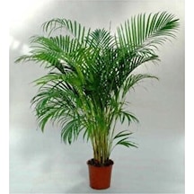 Areka Palmiyesi 100cm-120cm