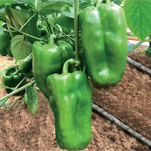 200 Adet Tohum Acı Yeşil Dolmalık Köy Biberi Tohumu Organik Bahçe Dolma Biber Tohumu Hediyeli..