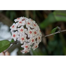 Beyaz Mum Çiçeği Hoya 10 - 15 Cm
