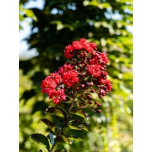 Videolu Bodur Kırmızı Oya Ağacı 1 Adet Saksılı 40-70cm Bahçe Bitkisi Red Lagerstroemia İndica