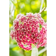 Mum Çiçeği Kırmızı 15-20 Cm 1.kalite Özel Ürün