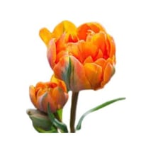 10 Adet Ithal Lale Soğanı Turuncu Renk Orca