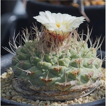 10 Adet Strombocactus Disciformis Kaktüs Tohumu