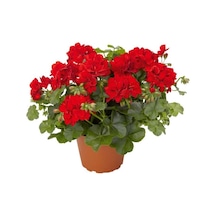 Sardunya Fidanı Kırmızı Çiçekli 10-20 Cm