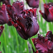 Jewel Black Fırfırlı Lale Soğanı