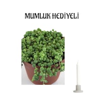 Sevgliler Gününe Özel Tespih-boncuk Çiçeği Mumluk Hediyeli Ofis Bitkisi