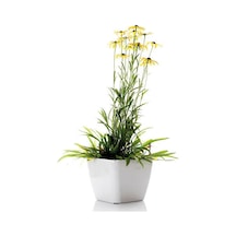 Europs Papatyası Sarı Papatya 5,5 10 Cm 1 Adet Tüplü/saksılı Papatya Yellow Daisy