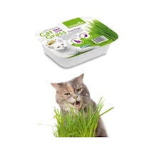 Royalist Kedi Çimi