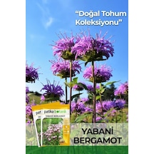 50 Adet Yabani Bergamot Çiçek Tohumu
