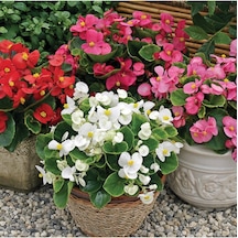 Videolu Şeker Begonya 3 Adet Karışık Renklerde Beyaz Kırmızı Pembe 20-30cm Begonia Semperflorens
