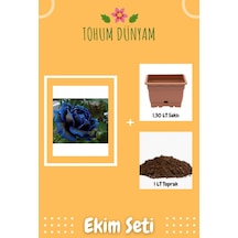 Nadir Otantik Siyah Gül Tohumu Ekim Seti