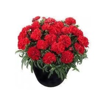 20 Adet Tohum Kırmızı Karanfil Çiçeği Tohumu