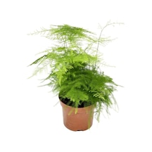 Asparagus Setaceus Tül Kuşkonmaz Çiçeği Salon Ofis Çiçeği 15-30cm