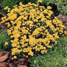 Sarı Lonas Ageratum Vapur Dumanı Çiçeği Tohumu 50 Tohum