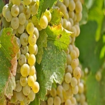 Tüplü Chardonnay Üzüm AsmaBağ Fidanı