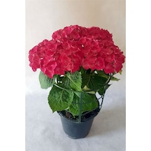 Bayrak Kırmızı Ortanca Fidanı 10-20 Cm