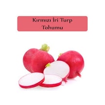 50 Adet Tohum Nadir İri Kırmızı Turp Tohumu Acısız Gevrek Turp
