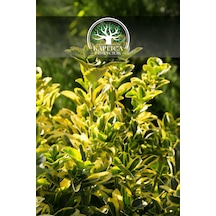 3 Adet- Alacalı Altuni Gold Taflan Fidanı
