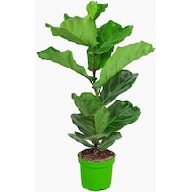 Keman Yapraklı Kauçuk Bitkisi +60 Cm