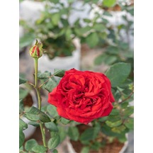 Kırmızı Yediveren Mis Kokulu Gül Fidanı 3 Adet Saksılı 50-90 Cm Red Rose Sapling