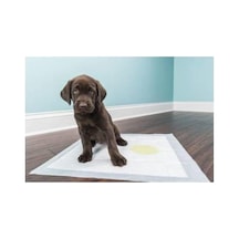 Markapet Köpek Tuvalet Çiş Eğitim Pedi 60x90 Cm 10 Adet