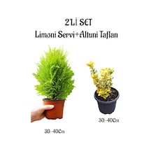 Limoni Servi Fidanı 30-40cm +altuni Taflan 30-40cm 2'li Set Saksılı Bahçe Bitkisi