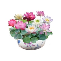 5 Adet Tohum Nadir Katmerli Bodur Karışık Lotus Çiçeği Tohumu Japon Nilüfer Lotus Tohum
