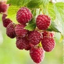 Kırmızı Ahududu Tohumu Seti 10 Adet