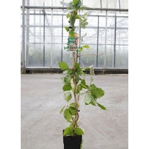 Yayılıcı Duvar Sarmaşığı 4 Adet Tüplü 50-80cm Soğuğa Dayanıklıdır