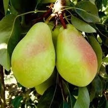 Tüplü Santa Maria Armut  Fidanı