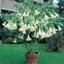 5 Adet Tohum Angel Trumpet Çiçeği Tohum Melek Borazanı Çiçeği Tohum Tohum Saksı Toprak Hediyeli..
