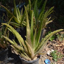 4 Adet Aloe Vera Bitkisi 20-30 Cm