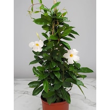 Beyaz Sandavilla Mandevilla 30 60 Cm Uzun Ömürlü, Çiçekli Tırmanıcı Bitki