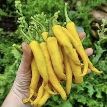 100 Adet Tohum Hormonsuz Golden Ceyenne Sarı Uzun Biber Tohumu