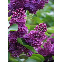 Leylak Çiçeği, Mor Renkli Kokulu, 80-110 Cm, 3 Adet, Dış Mekan Bitkisi, Syringa Vulgaris Diğer