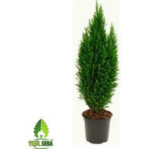 Yılbaşı Çamı Elvodi Çamı 30-60 Cm