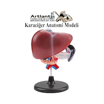Karaciğer Anatomi Modeli 1 Adet Karaciğer Pankreas Ve Oniki Parmak Bağırsağı Maketi Anatomik Model Deney Bilim Tıbbi Model
