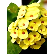Videolu Sarı Renkli 1 Adet Dev Dikenler Tacı Çiçeği 30-65cm Saksılı Euphorbia