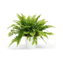 Nephrolepis Exaltata Aşk Merdiveni Bitkisi Salon Ev Ofis Bitkisi