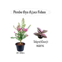Pembe Oya Ağacı Fidanı 1 Adet Saksılı+telgraf Çiçeği-kurdele Çiçeği Hediyeli